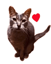 Cat Kitty Sticker