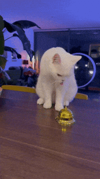 Funny Cat Bell GIF