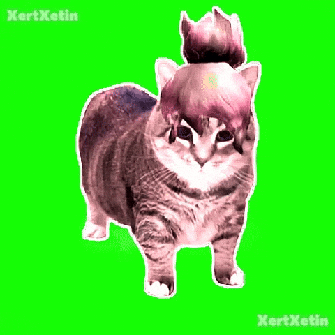 XertXetin giphyupload spinning cat oiia oiiaoiia GIF