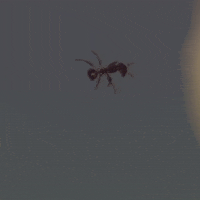 Ants Levitation GIF by euronews