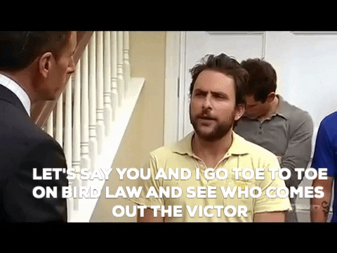 carolynbailey giphygifmaker its always sunny charlie day bird law GIF
