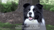 GIF by Foxtel