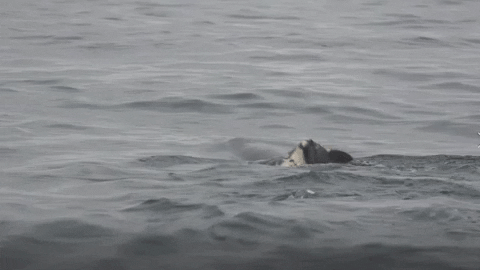 myunghoon_ko93 giphyupload GIF