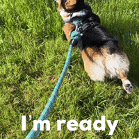 Dog Im Ready GIF