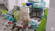 dog lol GIF by Regal Cinemas