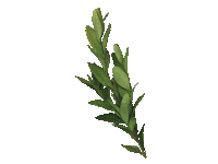 Leaves Leaf Sticker