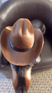 piper_the_dachshund_uk dog puppy beyonce cowboy GIF