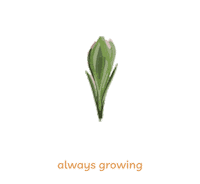 Flower Rose Sticker by affirmation-addict