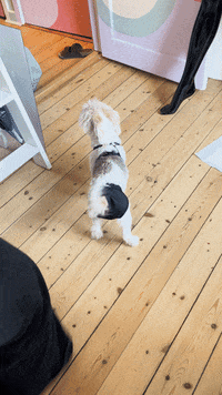 Dog Puppy GIF