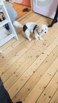 Dog Puppy GIF