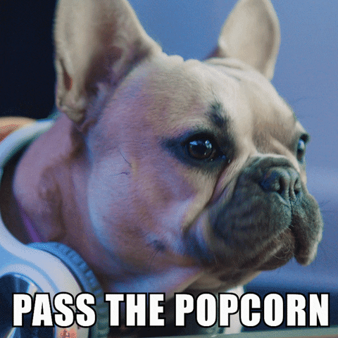 Watching French Bulldog GIF by Virgin Trains