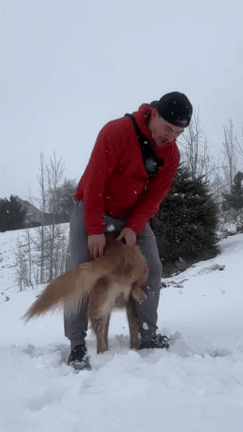 adventuringwithnala dog golden retriever nala stomp GIF