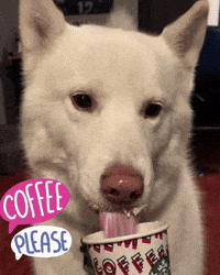 Coffee Starbucks GIF
