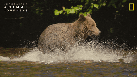 National Geographic GIF by Nat Geo Wild
