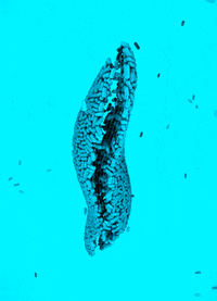 bacteria GIF by Alastair Gray