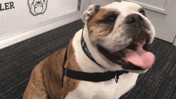 happy butler bulldogs GIF by Butler University