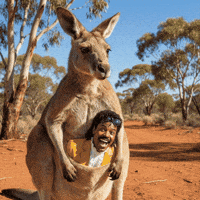 Down Under Wtf GIF by Jukebox Saints