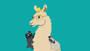 phlywheel llama alpaca tara hunt missrogue GIF