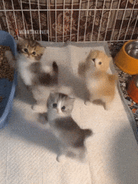 Scuba Dancing Cat GIF