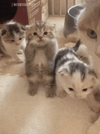 Scuba Dancing Cat GIF