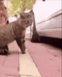 Angry Fight GIF