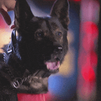 Dog GIF by A&E