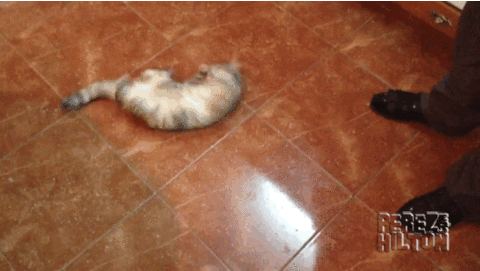 cat GIF