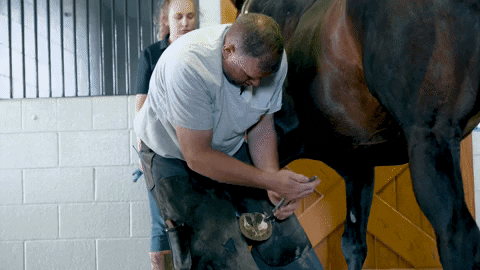 iamhorseracing giphygifmaker video horse horses GIF