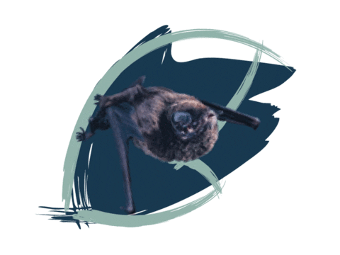 Endangered Species Australia Sticker by NSW Department of Planning, Industry and Environment