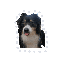 Sheinspired Sticker