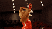 Sasha Go Coogs GIF by University of Houston