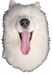 Laugh Laughing Sticker