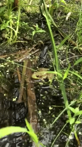 Blink Frog GIF by Riveredge Nature Center