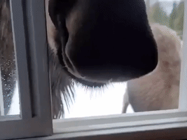 Moose Pops Head in Through Window to Say Hello