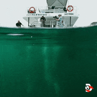 Water Swimming GIF by Shark Week