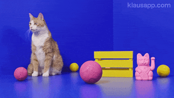 Meow Lucky Cat GIF by Klaus