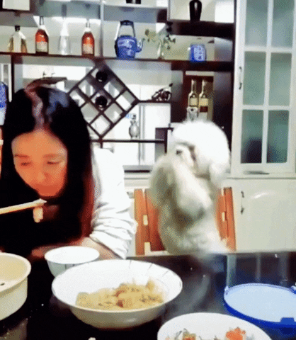 cuteanimalland giphyupload GIF