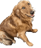 Cache Cow Adventures Sticker by Bastian the Talking Terrier