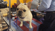 Dog Show GIF by Westminster Kennel Club