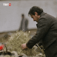 Goat Feed GIF by TRT