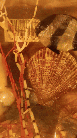 Simongip giphyupload GIF