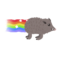 Wild Hog Rainbow Sticker by Nomadic Agency