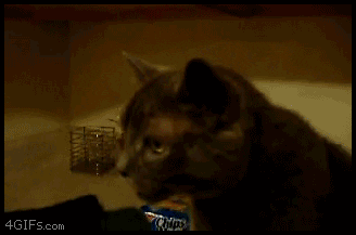 cat whoops GIF