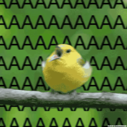 angry yellow bird GIF