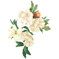 dolce vita flor Sticker by Aquamar Rio