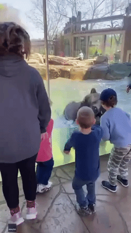 Bear Jumps Along With Children at Saint Louis Zoo