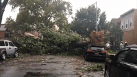 Downed Tree Blocks Queens Street as Tropical Storm Isaias Batters New York