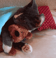too cute cat GIF