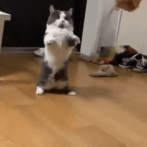giffunme giphyupload GIF