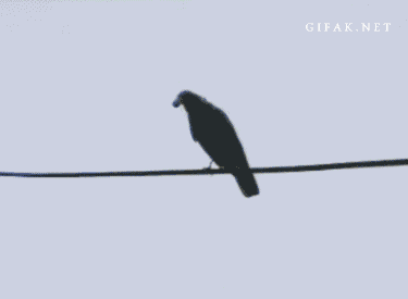 crow GIF